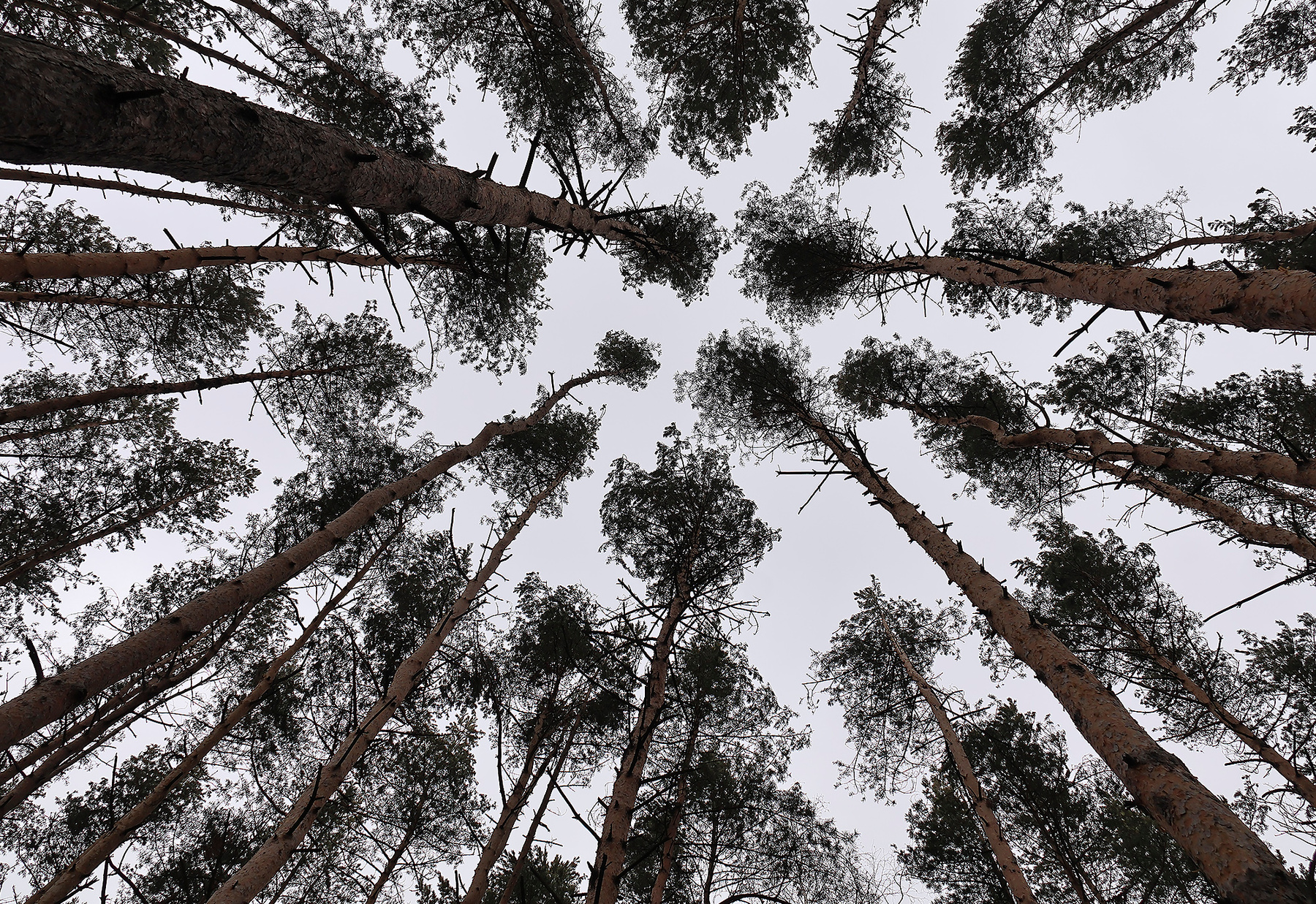 Красный бор 