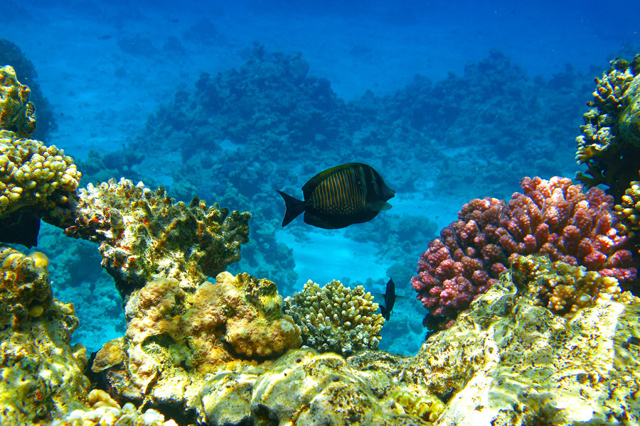 В море-океане рыба, коралл, море, подводный, экзотика, путешествие