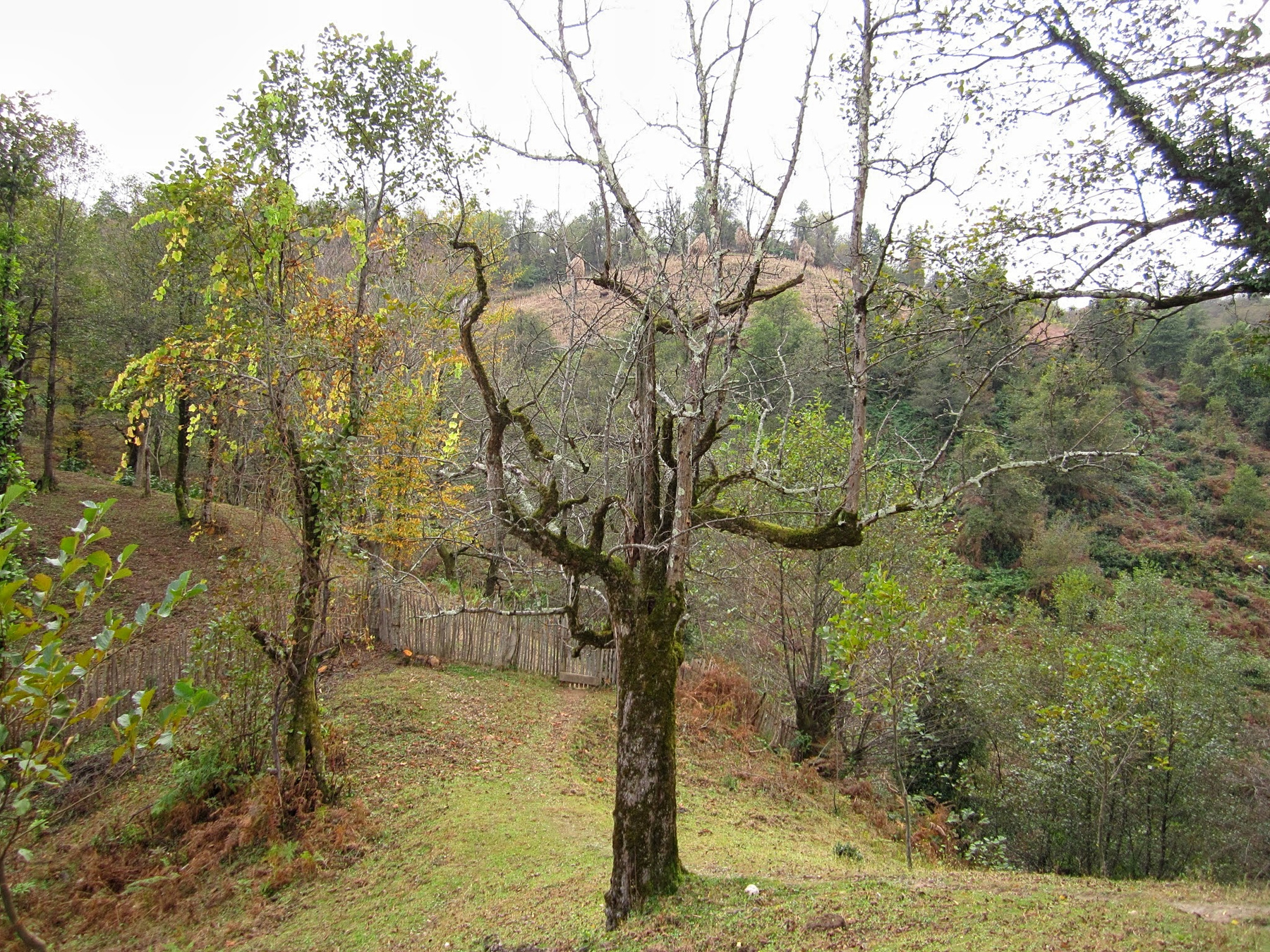 *** Erketi Guria Travel Georgia Грузия Гурия Природа