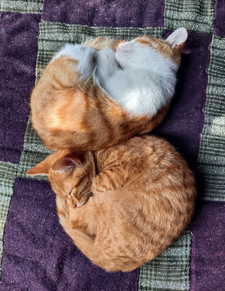Плохая погода... котята