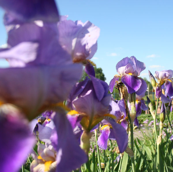 flowers 
