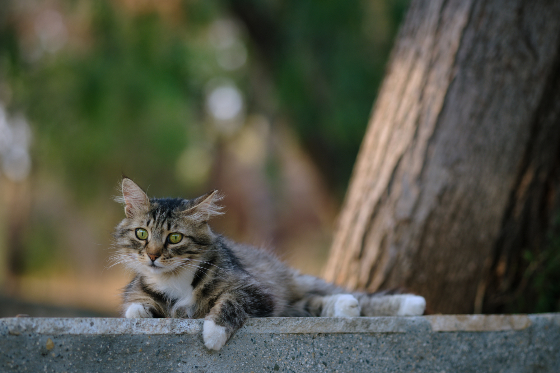 В парке кошки котенок парк дерево