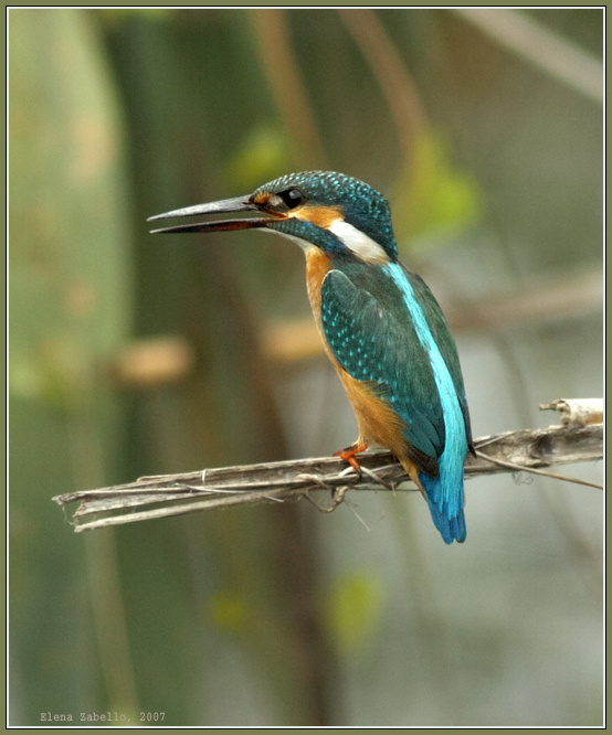 Kingfisher (обыкновенный зимородок) зимородок