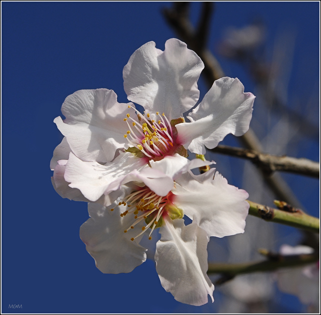 Almonds Blossom 2 