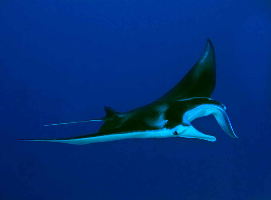 manta ray 
