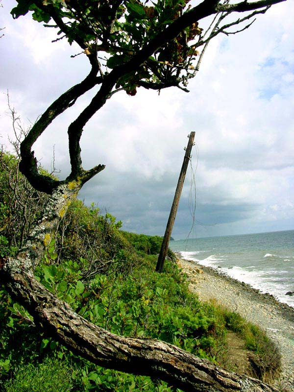 Зеленая тоска море утриж