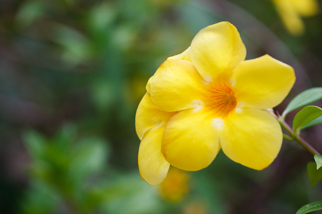Golden Trumpet Алламанда, Allamanda, Golden Trumpet, Самуи, Тайланд, цветы, цветок, Samui, Thailand