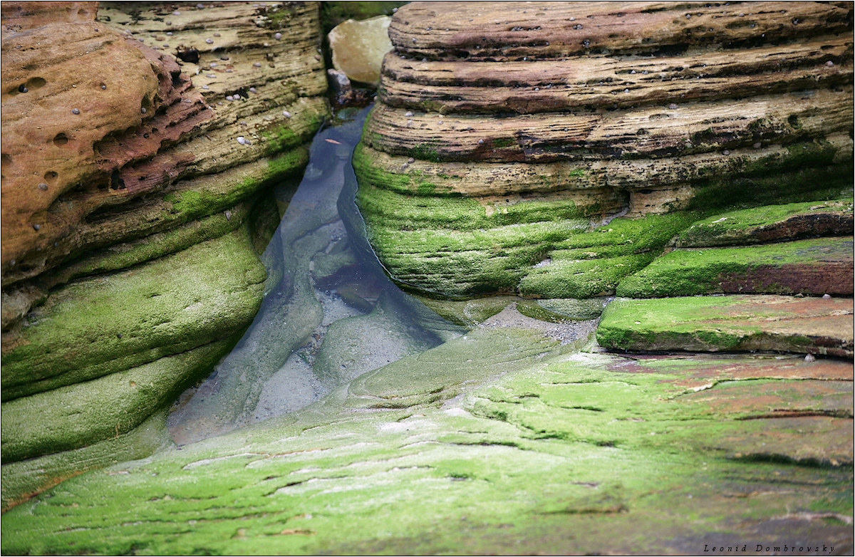 Камни Тасманова моря Австралия, Сидней, Тасманово море, камни, водоросли
