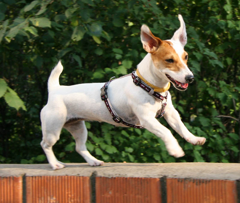 My Dog Джек Рассел терьер