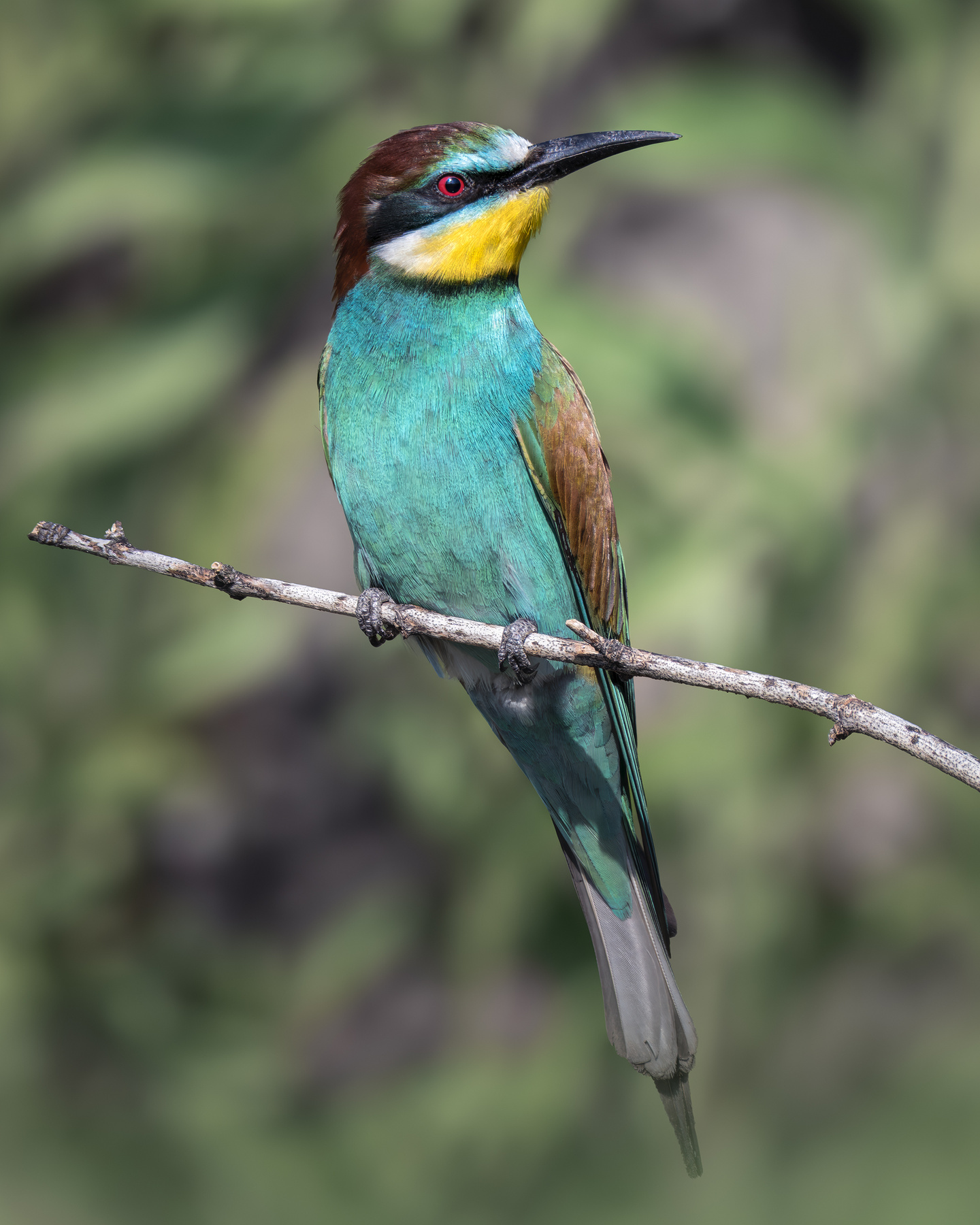 Золотистая щурка (Merops apiaster) 