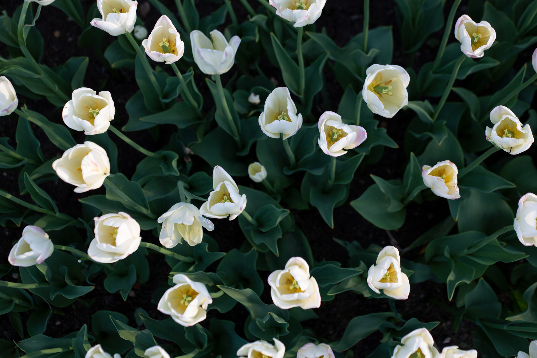 Тюльпаны тюльпаны tulips flowers цветы белые лето