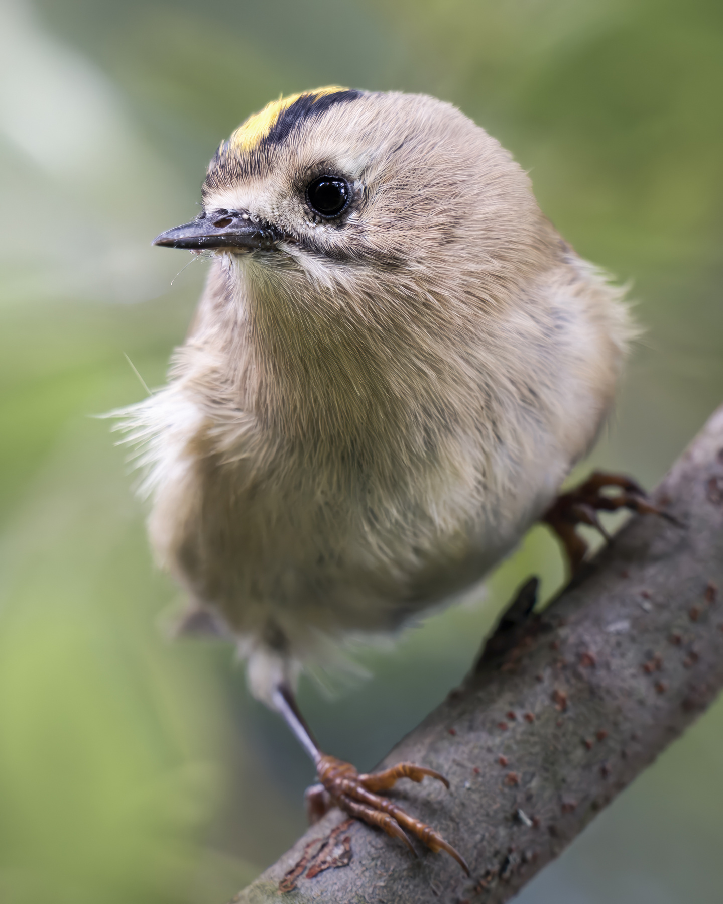 Желтоголовый королёк (Regulus regulus) 