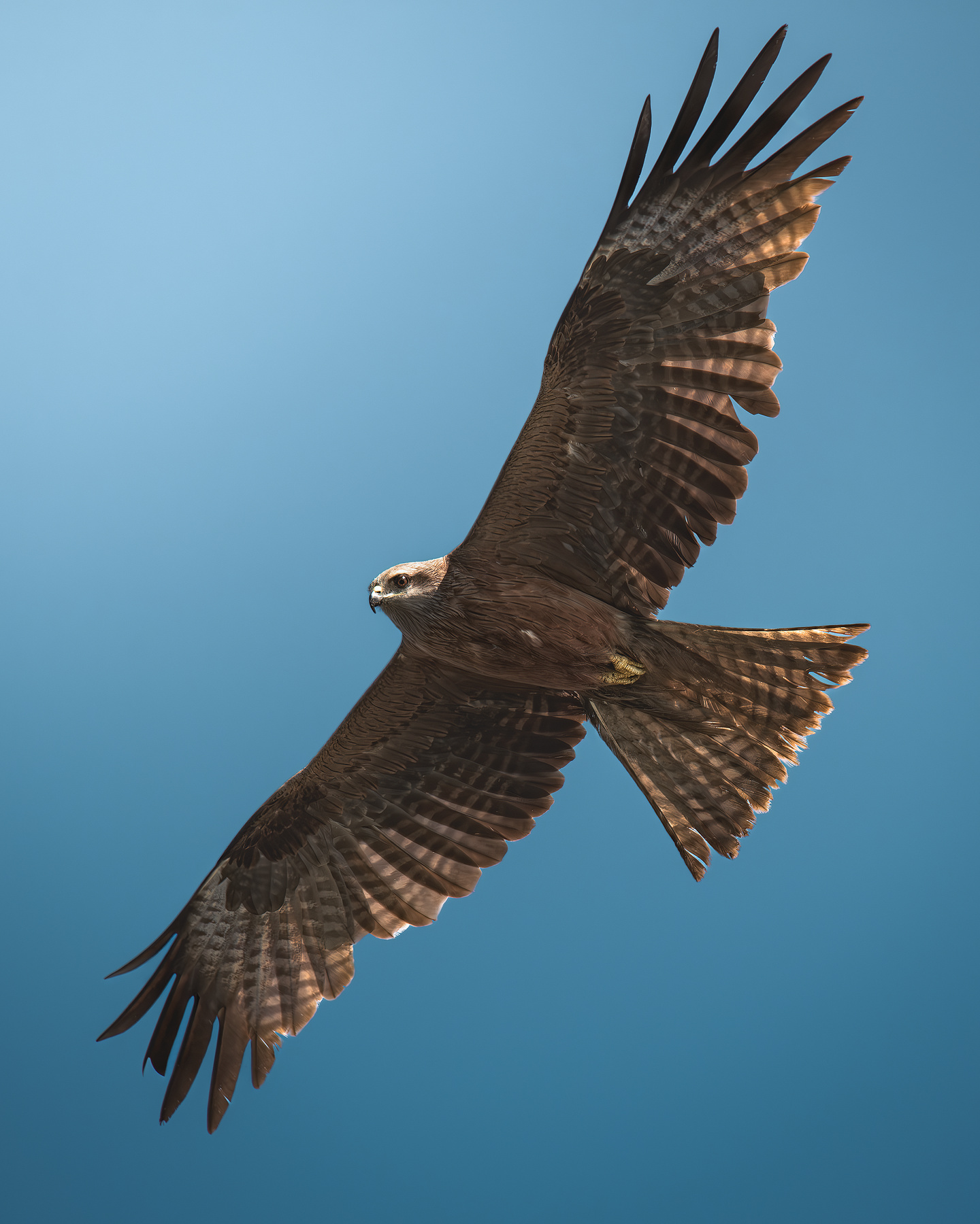 Чёрный коршун (Milvus migrans) 