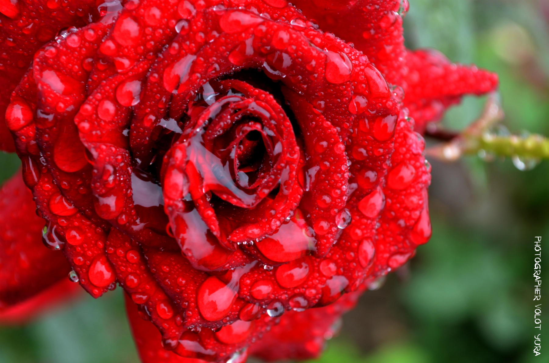 Roze after rain 