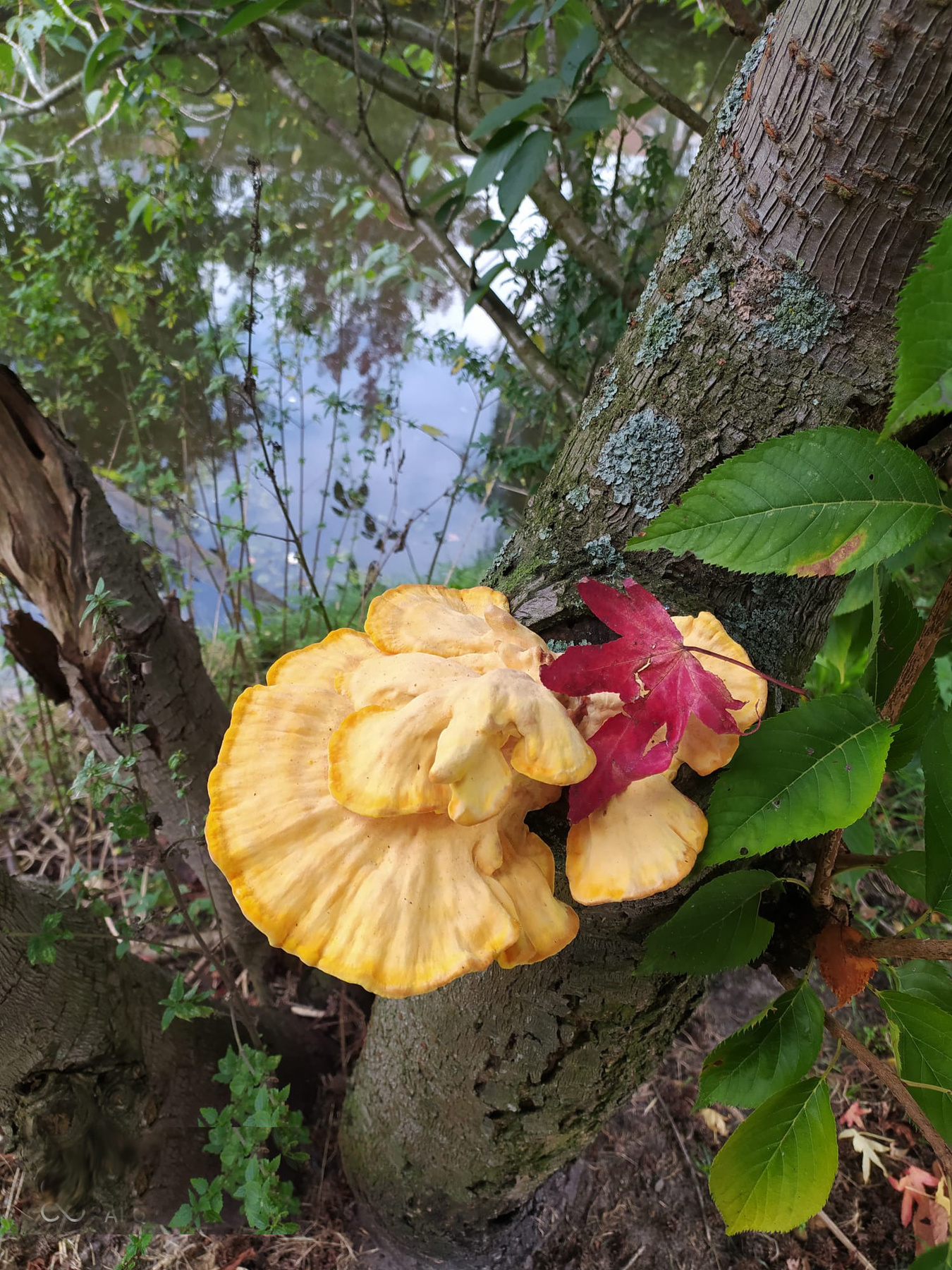 Chicken of the wood дары природы фрукты овощи цветы растения