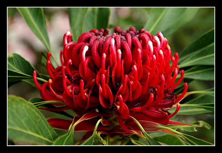 Waratah 