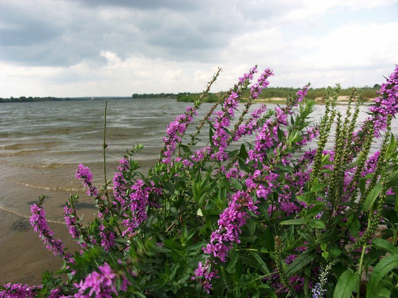 Цветной мираж река, вода, цветы, ветер