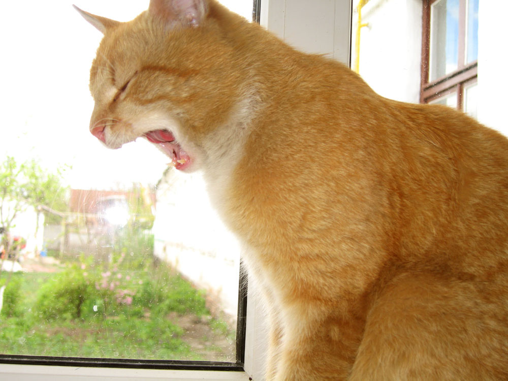 Макс Кошка, кот