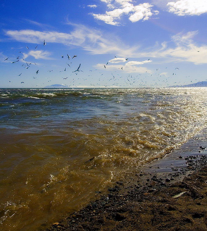 Пейзаж про чаек над водой Магадан