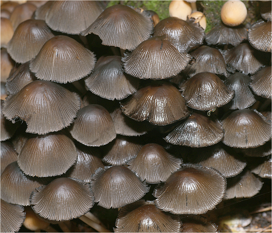 Навозник мерцающий - Coprinellus micaceus) Навозник мерцающий Coprinellus micaceus гриб Псатирелловые Psathyrellaceae