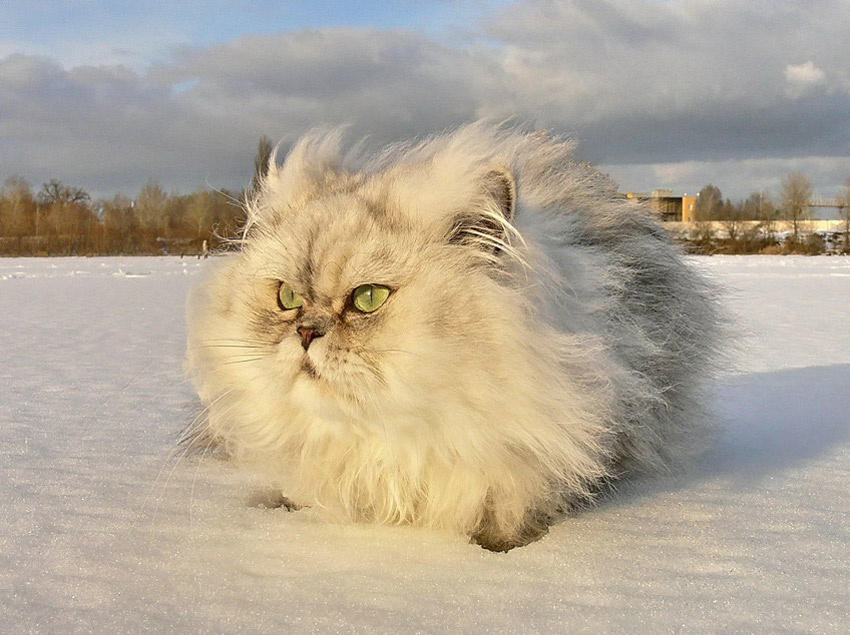 О котах... кот перс животное зима прогулка