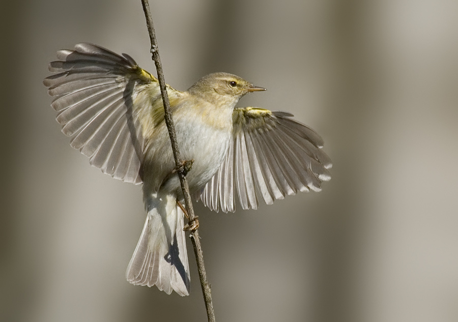 Весничка Пеночка-весничка, Willow Warbler, Phylloscopus trochilus