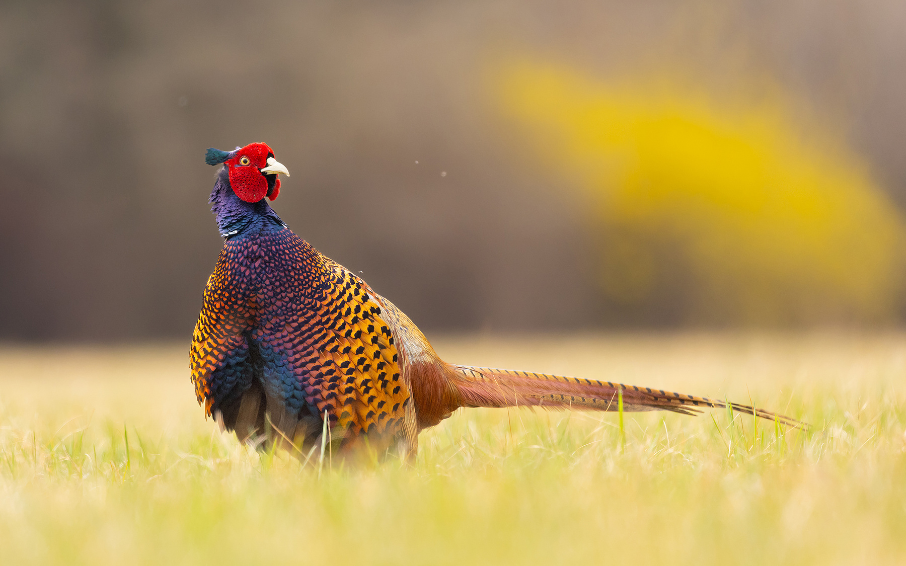 Pheasant 