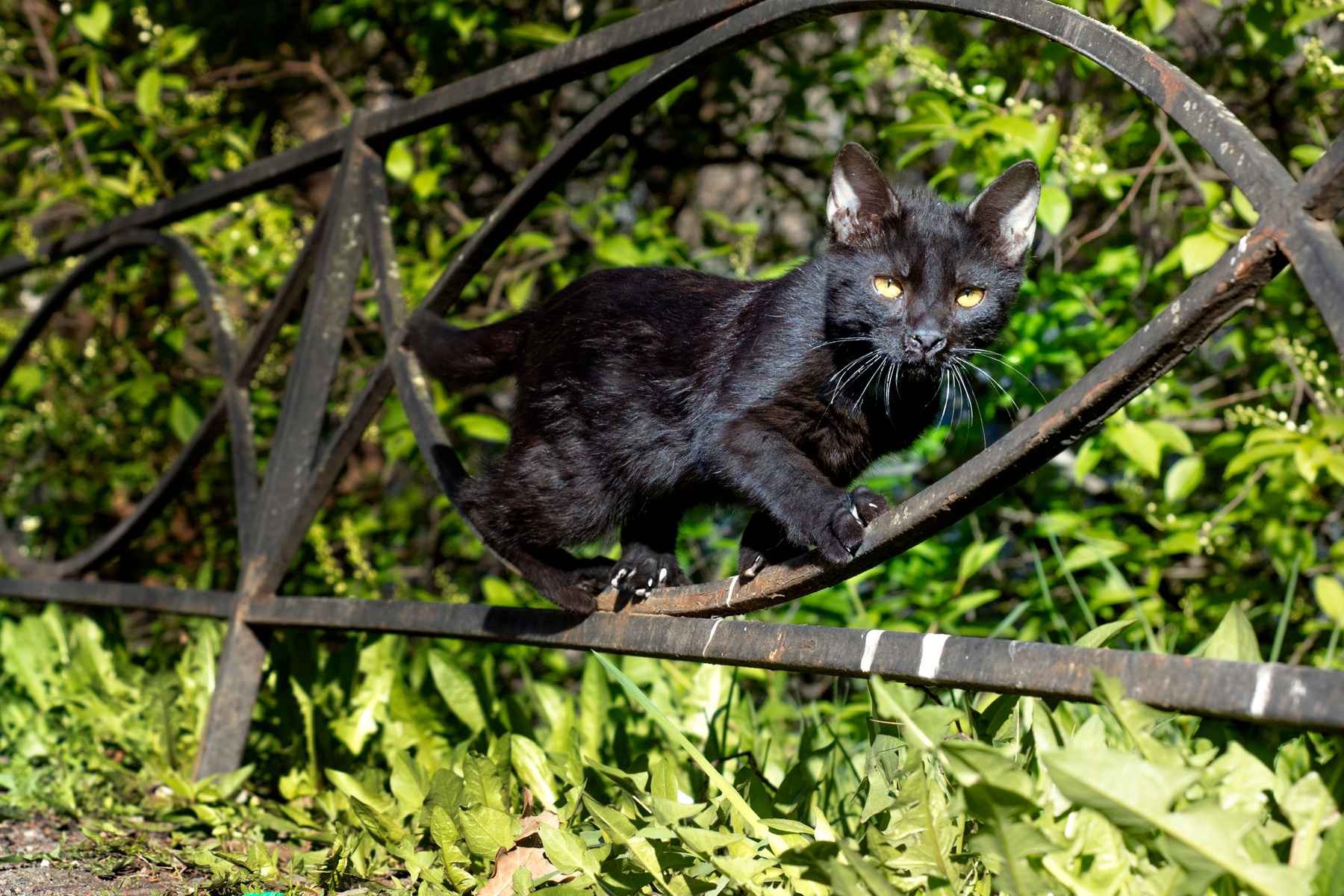 Нет границ, все возможно кот кошка
