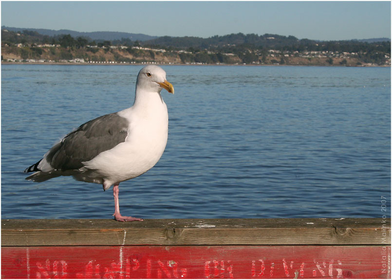 Страж порядка. Capitola California Чайка