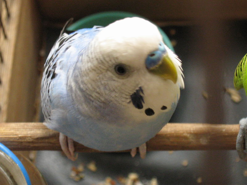 Че надо? Parrot Попугай