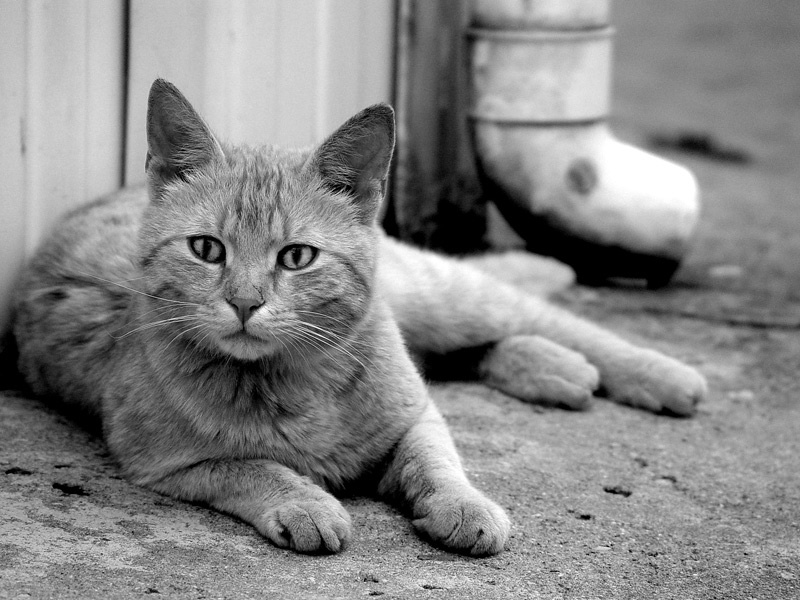 И что дальше?... кот кошка
