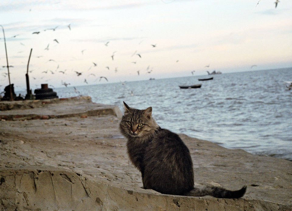 *** Кошка берег море чайки