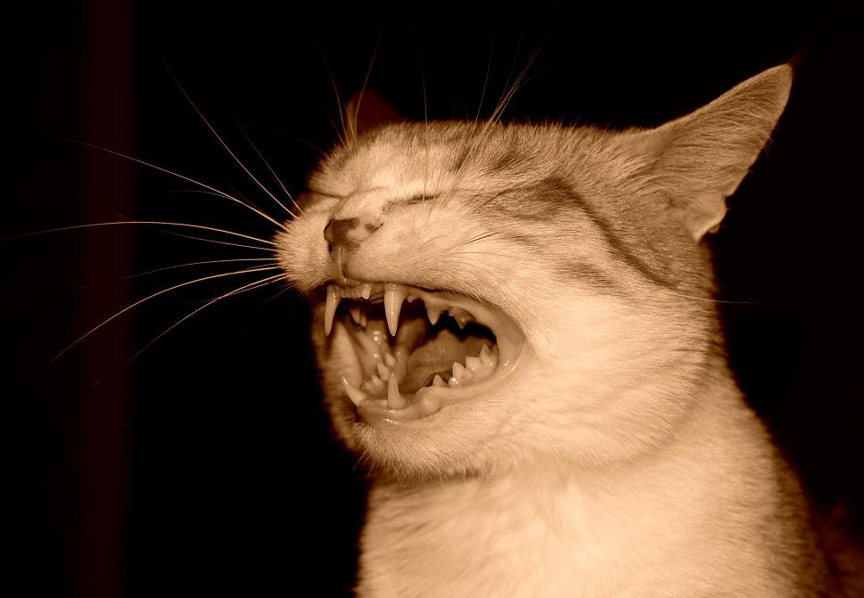 Когда смеются кошки... коты