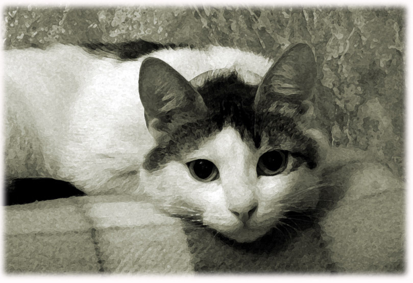 Уют. Кошка, плед, комната