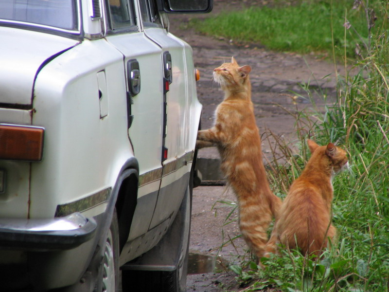двойняшки кот