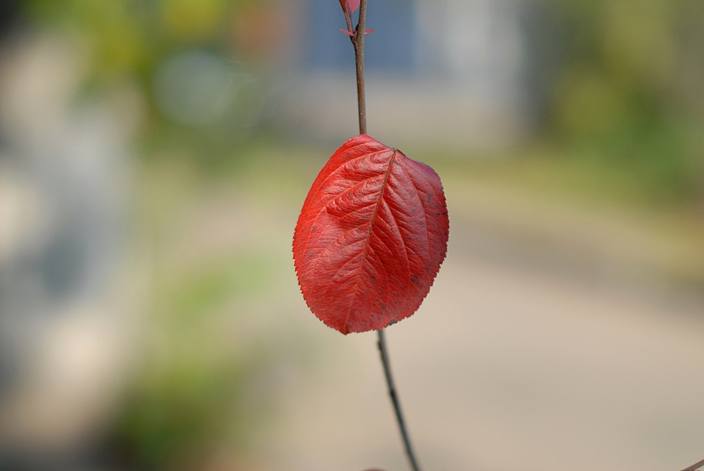 Одинокий лист sigma 50 1.4