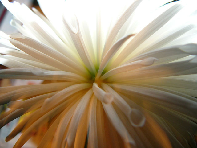 первое приближение цветок астра макро