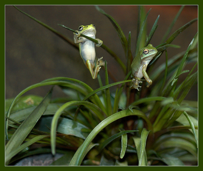 Мальчишки на заборе... коралловопалая литория Litoria caerulea
