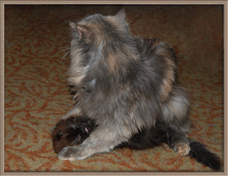 Всё равно не сдамся! кошка котёнок опасные игры