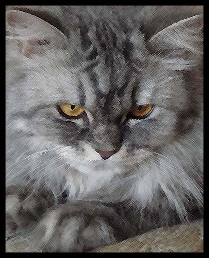 грусть кошка