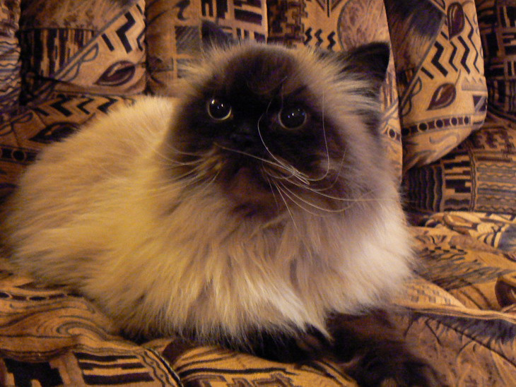 Маркиз кот