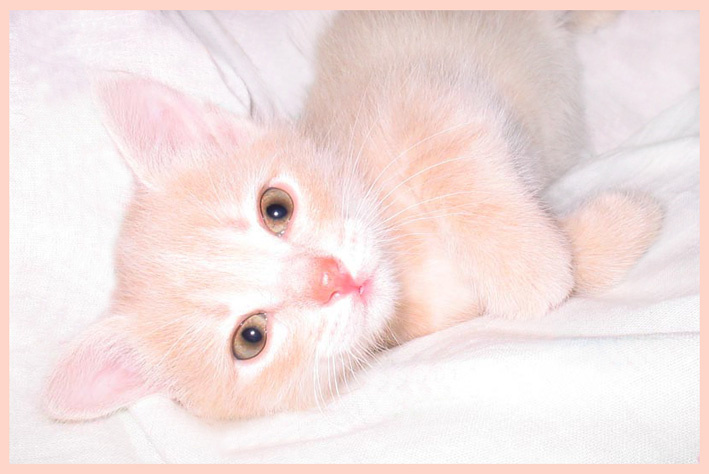 Белобрысик котенок