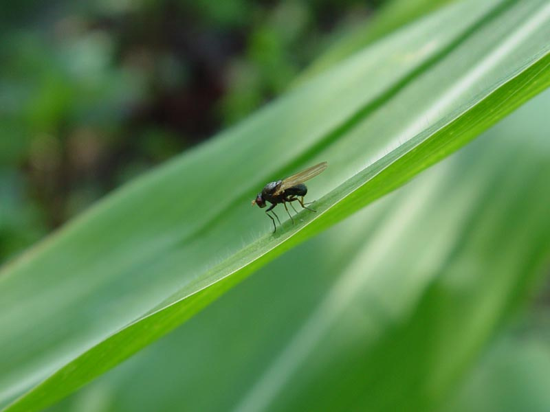 insect макро насекоміе зелень