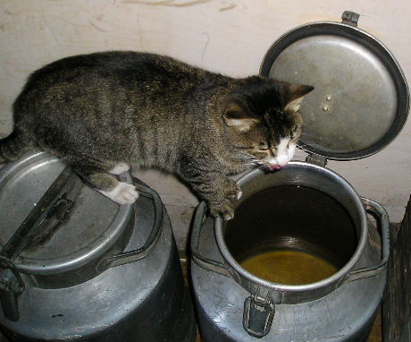 А обещали молоко! кошка