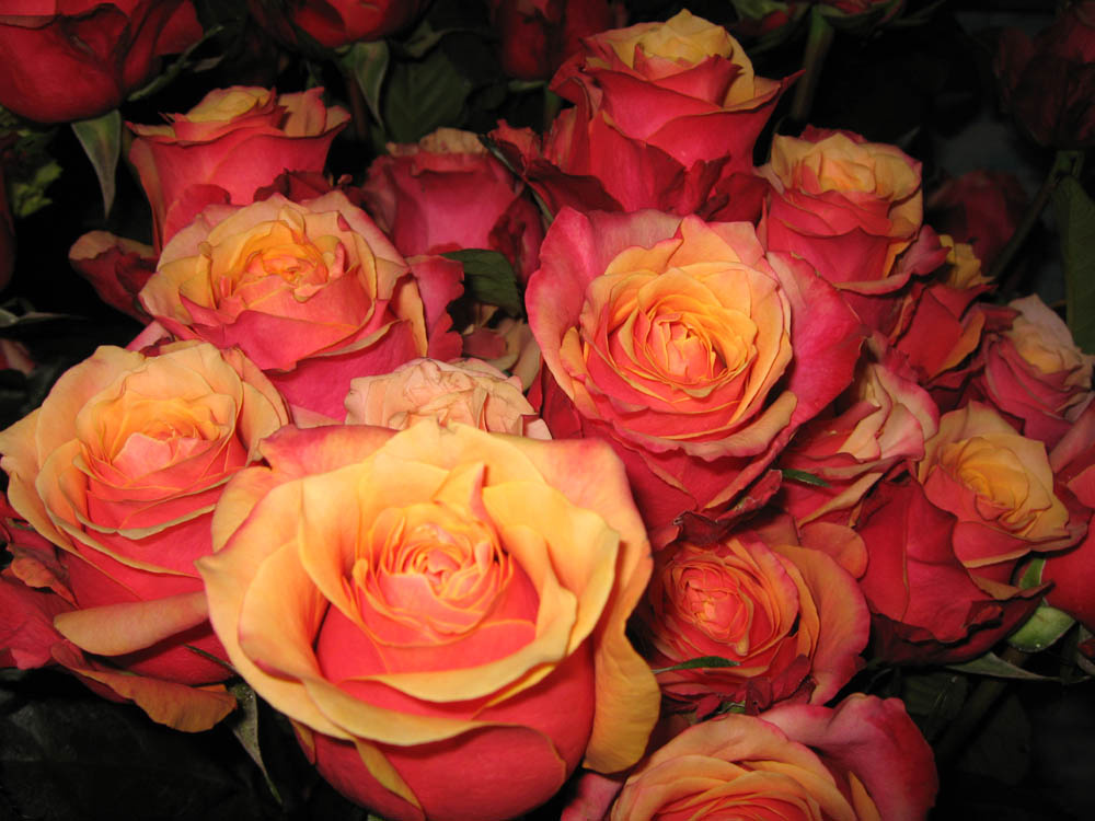 Roses роза цветы