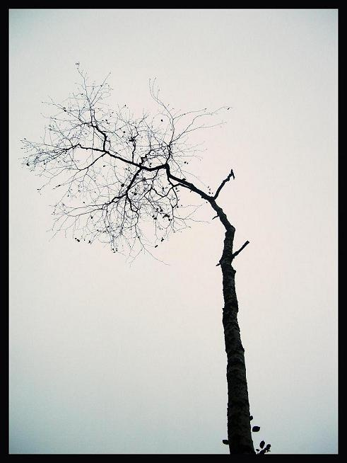 October Ethereal Осень, Дерево