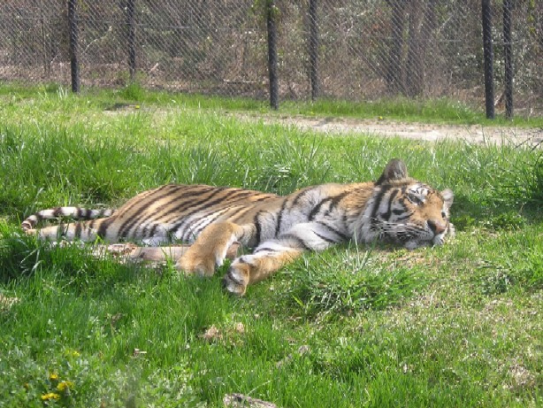 ya na solnjshke lezhu... tigr zhivotnie