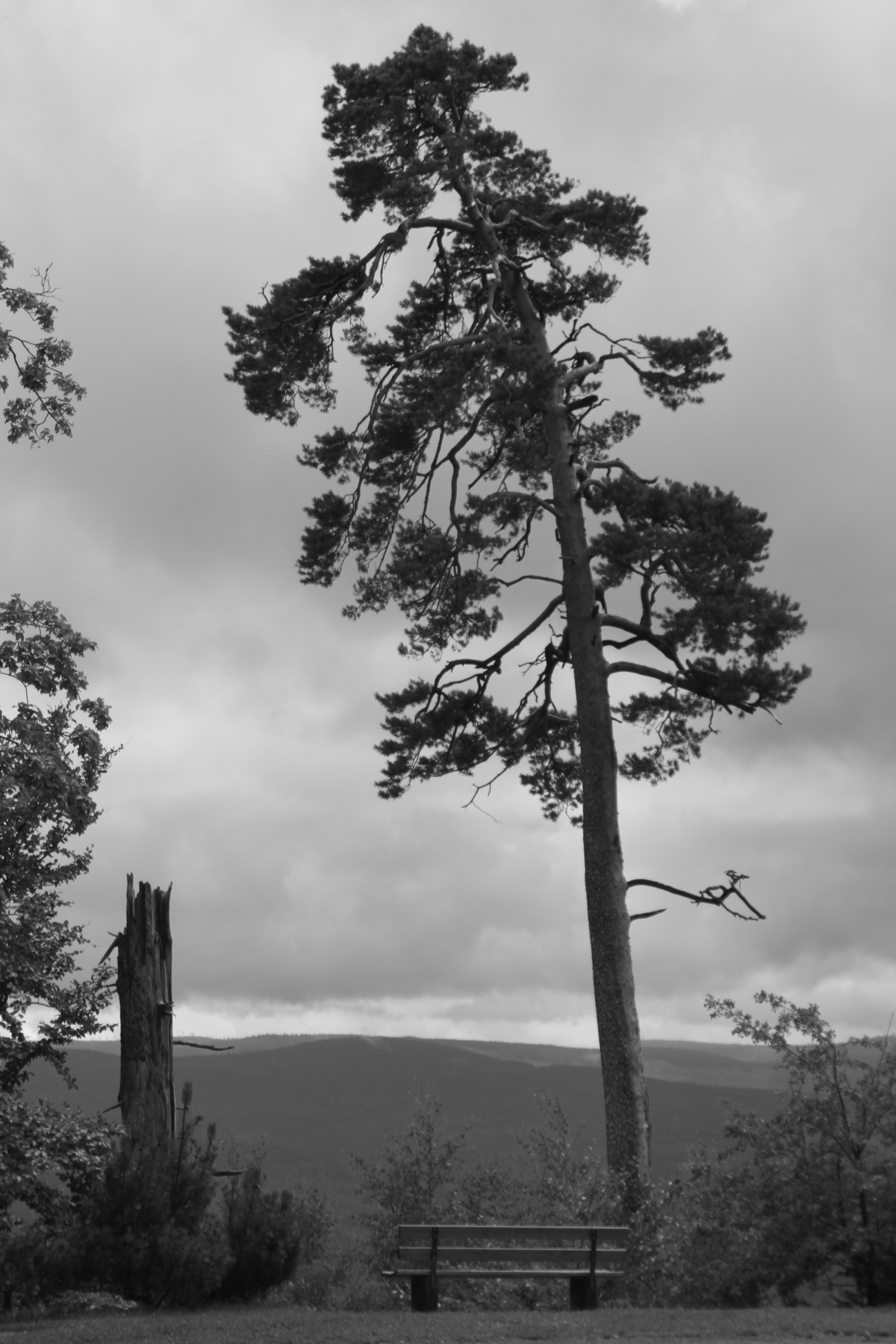 Одиночество  Schwarzwald,лес,горы