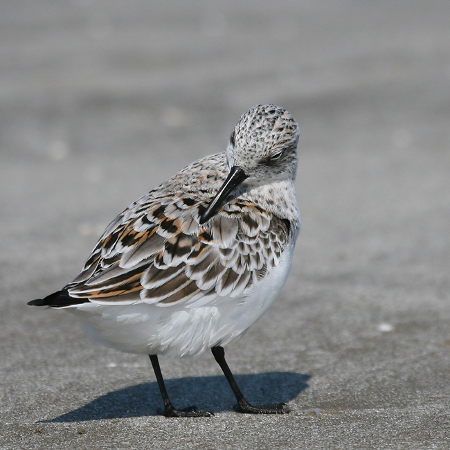 Собственная парикмахерская птица, песчанка, Техас, sanderling, Texas