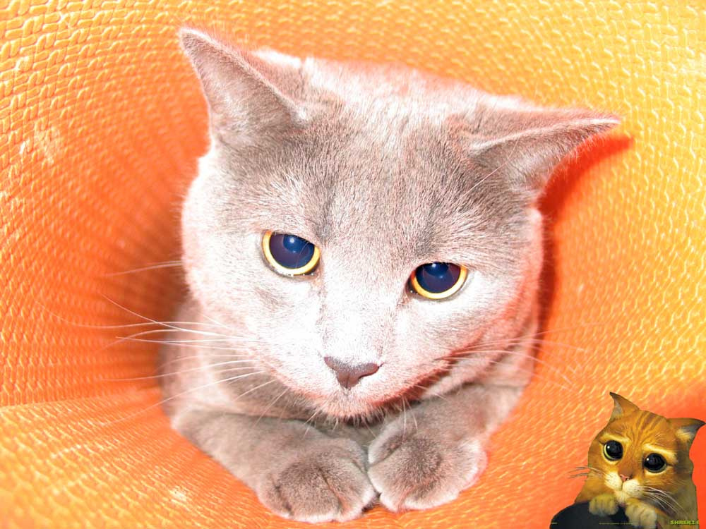 Pretty Kitty кот